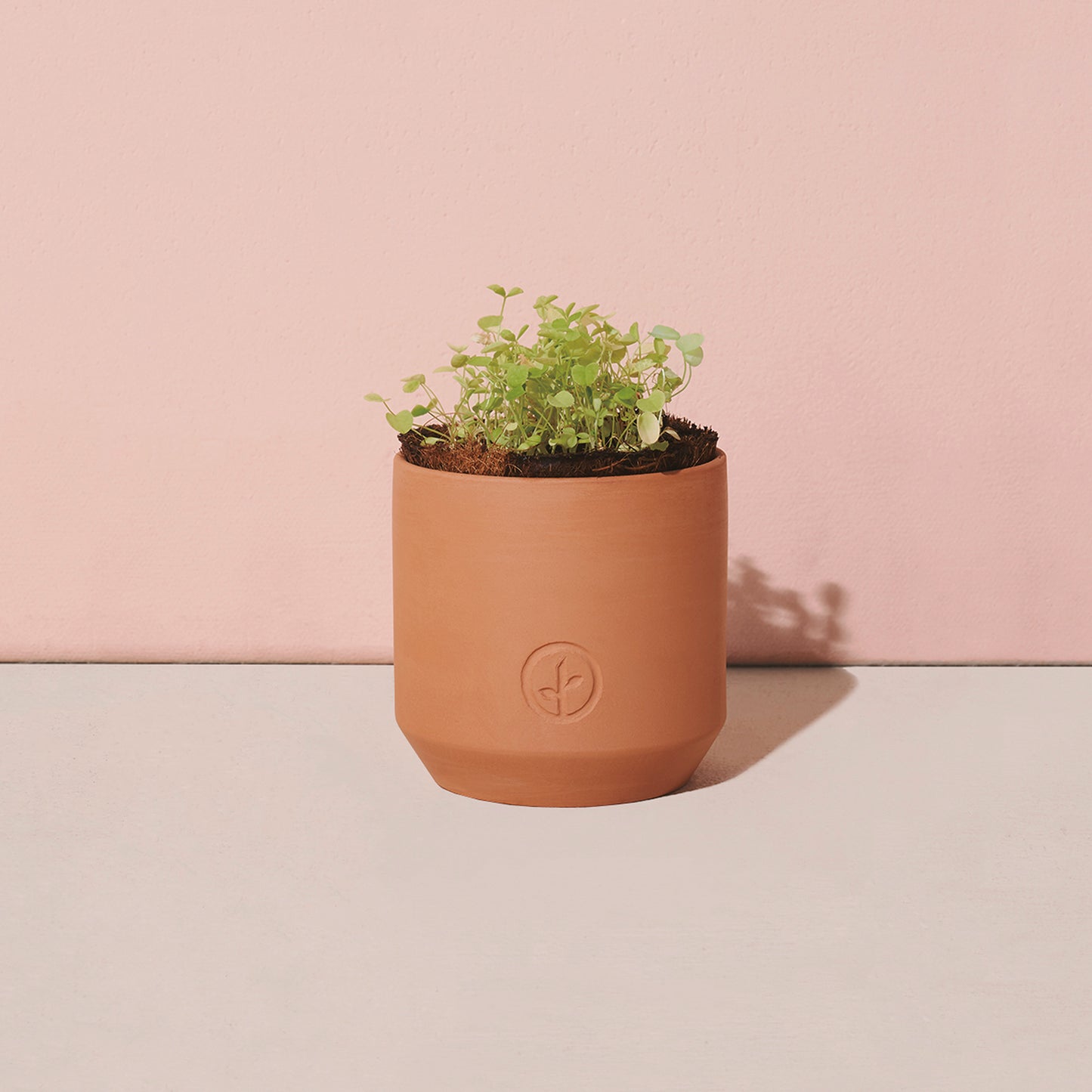 Terracotta Modern Sprout® Tiny Terracotta Grow Kit Good Luck Clover