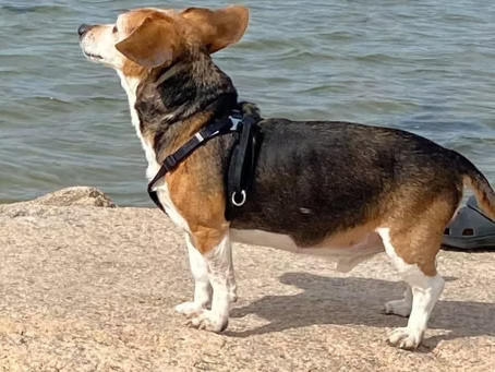 A Tribute to Our Mascot and Buddy, Oliver
