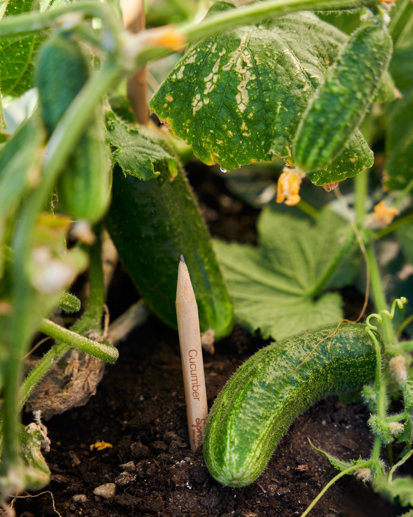 SproutWorld™ Pencil