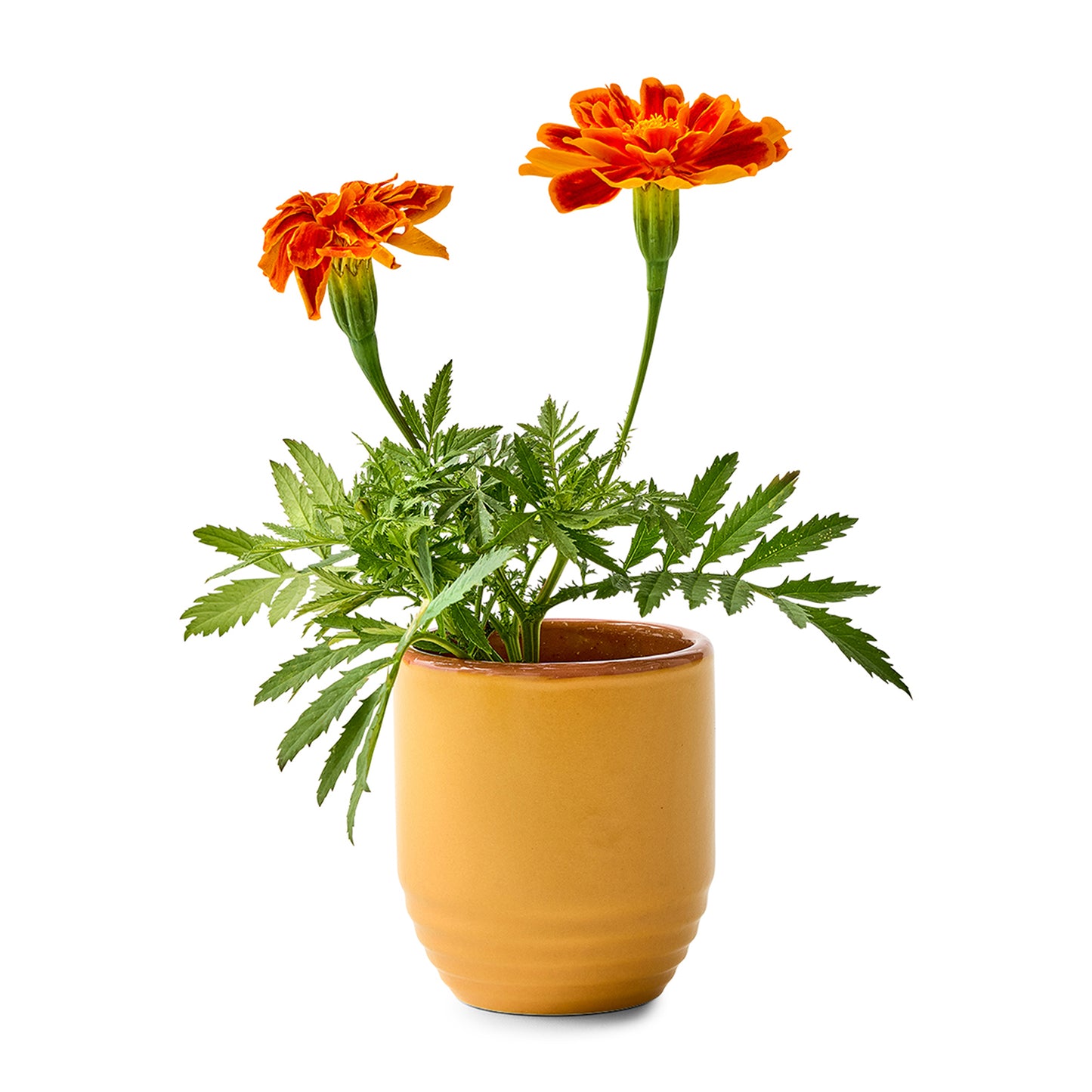 Modern Sprout® Garden Vibes Candle/Planter